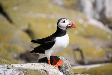 A close up of a Puffin on a rock