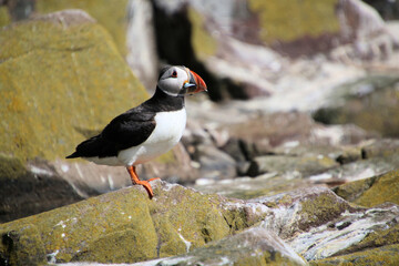 A close up of a Puffin on a rock
