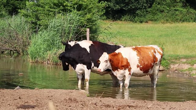 Dairy cows graze by a pond and cool off from the summer heat in the water on an organic farmland for organic milk and organic beef production for more animal welfare for sustainable farming