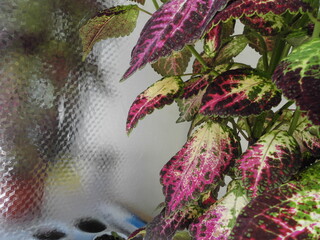 Colorful Coleus Leaves in Macro with Reflective Background.  Variegated foliage close-up with reflective background.
