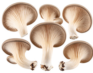 Gourmet Edible Oyster Mushrooms Isolated on Transparent Background PNG for Kitchen, Food Styling, and Restaurant Use