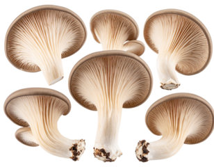 Gourmet Edible Oyster Mushrooms Isolated on Transparent Background PNG for Kitchen, Food Styling, and Restaurant Use