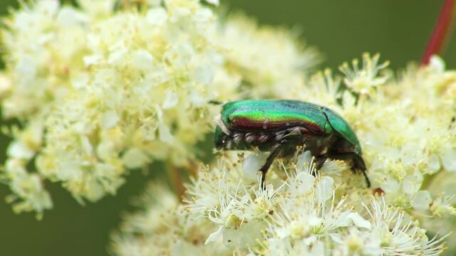 Large rose chafer, large rose beetle or great rose chafer on a fluffy flower searching for nectar and honey while dusting and pollination with shimmery green back and shiny green wings metallic design