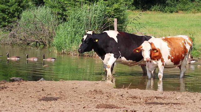 Dairy cows graze by a pond and cool off from the summer heat in the water on an organic farmland for organic milk and organic beef production for more animal welfare for sustainable farming