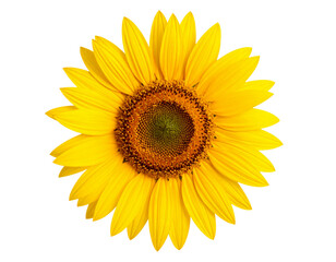 Fototapeta premium Bright Blooming Sunflower with Green Leaves Isolated on Transparent Background PNG for Floral and Nature Designs