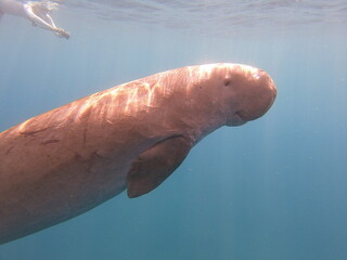 dugong (Dugong dugon) is a large, herbivorous marine mammal belonging to the order Sirenia, closely...