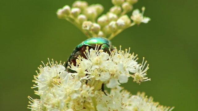 Large rose chafer, large rose beetle or great rose chafer on a fluffy flower searching for nectar and honey while dusting and pollination with shimmery green back and shiny green wings metallic design