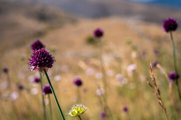 Wild garlic flowers in the Abruzzo mountains at sunset