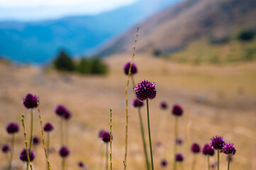 Wild garlic flowers in the Abruzzo mountains at sunset
