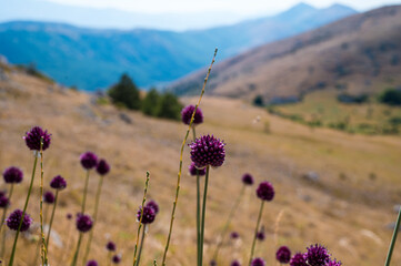 Wild garlic flowers in the Abruzzo mountains at sunset