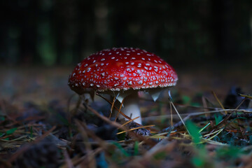 fly agaric mushroom © Piotr