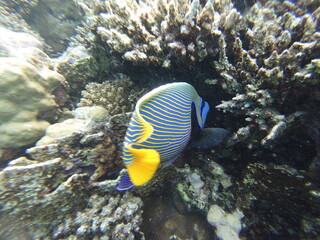 Pomacanthus imperator emperor angelfish is a species of marine angelfish. It is a reef-associated fish, native to the Indian and Pacific Oceans, from the Red Sea to Hawaii and the Austral Islands. Thi