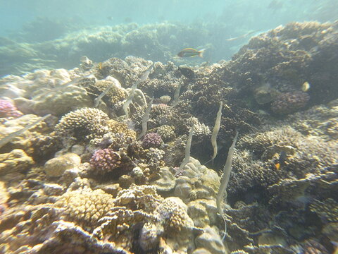 fistularia commersonii school  bluespotted cornetfish grows to a length of 1.6 m (5.2 ft), but the average is around 1 metre (3 ft 3 in). It is notable for its unusually long, slender body shape. It h