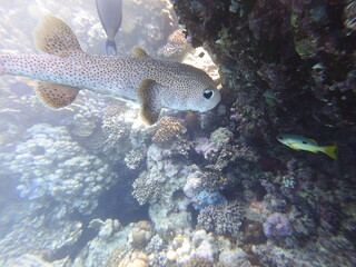 Diodon hystrix, commonly known as the spot-fin porcupinefish or long-spine porcupinefish, is a large marine fish in the family Diodontidae. It is found in tropical and subtropical waters worldwide, in