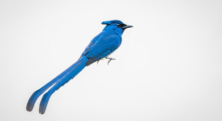 blue bird on a branch