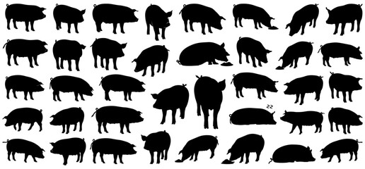 Pig silhouettes collection farm pig illustrations in different poses including standing, eating, walking, sleeping and resting