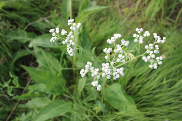 Three wild quinine clusters with grass in the background at Miami Woods in Morton Grove, Illinois