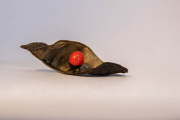 The Rosary Pea's Striking Seeds