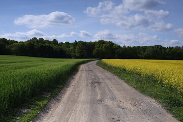 Obraz premium road in the field