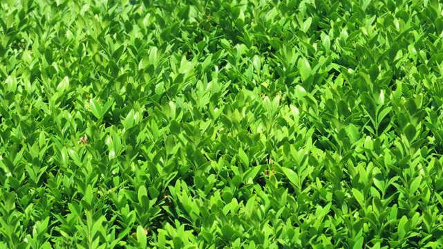 A plant background of green boxwood leaves in the garden.