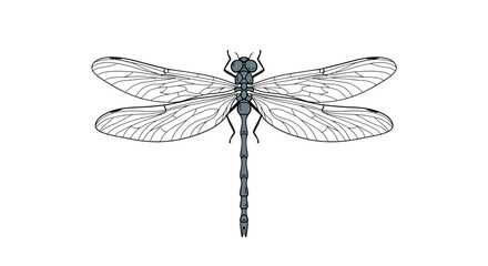Intricate dragonfly design in detailed linear style