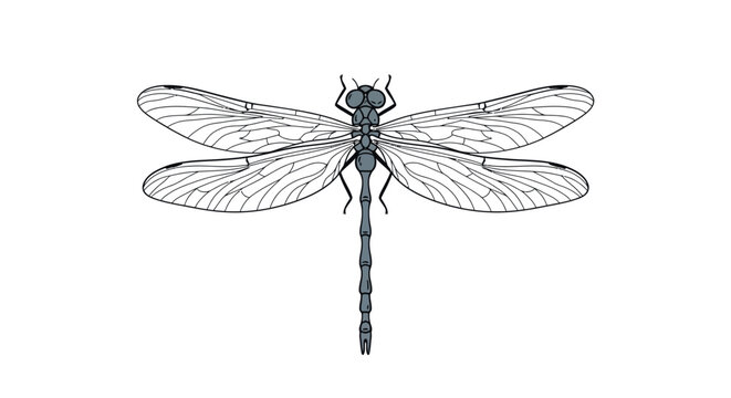 dragonfly black and white line art clip art preview