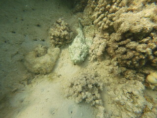 Scorpaenopsis diabolus, the false stonefish, false scorpionfish or the devil scorpionfish, is a species of venomous marine ray-finned fish belonging to the family Scorpaenidae, the scorpionfishes. It 