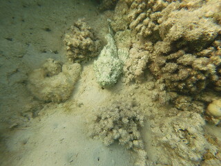 Scorpaenopsis diabolus, the false stonefish, false scorpionfish or the devil scorpionfish, is a species of venomous marine ray-finned fish belonging to the family Scorpaenidae, the scorpionfishes. It 