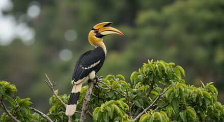 Great hornbill perched on green tree branch in tropical forest. Exotic bird with yellow casque and large beak. Rainforest wildlife content