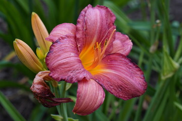 A vibrant pink lily captured with intricate petal details, showcasing a small beetle climbing on...