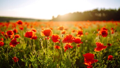 Lush poppy field at sunrise