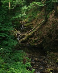 Serene forest stream amidst lush greenery