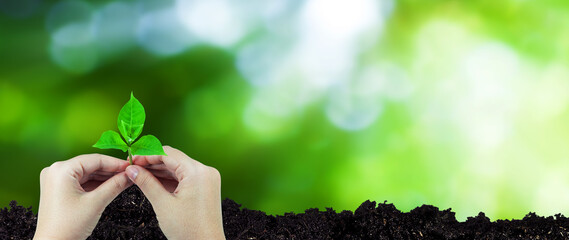 Hand holding green growing seedling earth day In the hands of trees planting saplings, Reduce global warming, eco Love the world and Forest conservation concept