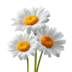 Fototapeta premium Three beautiful white daisies blooming with bright yellow centers against white background