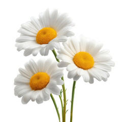 Naklejka premium Three beautiful white daisies with yellow centers against a solid white background