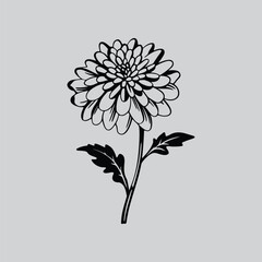 Chrysanthemum Flower Black Ink Outline