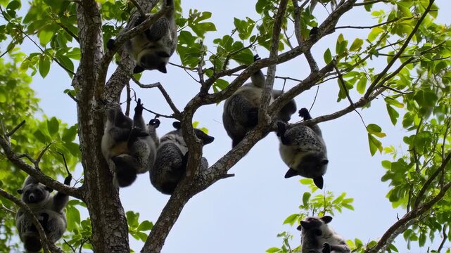 Australian Ringtail Possums Hanging in Tree, Wildlife Nature Scene.