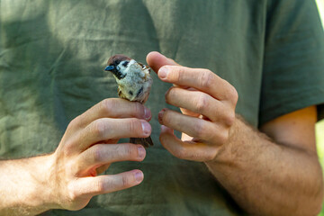 Bird ringing with focus on ecosystem sustainability