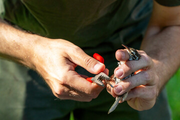 Scientific bird ringing for ecosystem sustainability