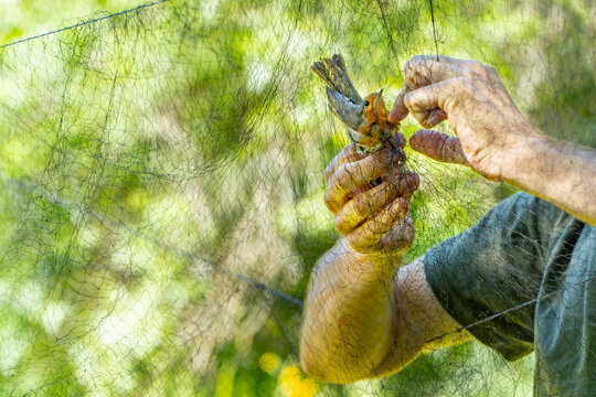 Rescuing robin from mist net for scientific ringing