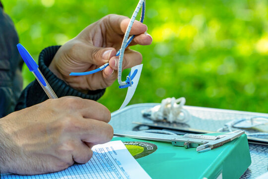 Scientific bird ringing for ecosystem sustainability