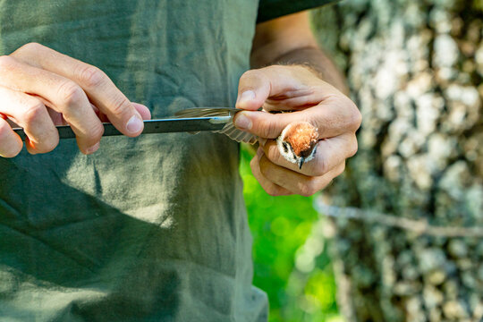 Biologist measuring tree sparrow feathers during bird ringing