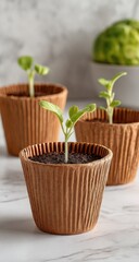 Young seedlings in small, ribbed, brown paper pots.