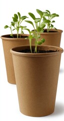 Obraz premium Young plants in recycled paper cups.