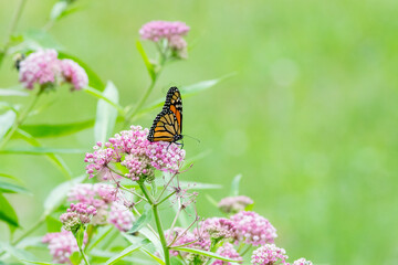 butterfly on a flower