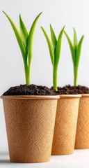 Three young sprouts in small, light brown, recycled paper cups.