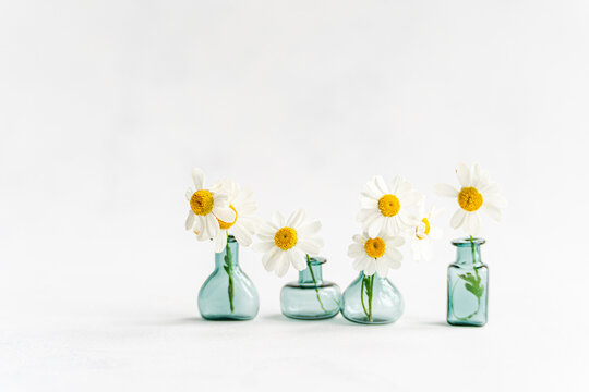 Daisy flowers in teal glass vases on white background