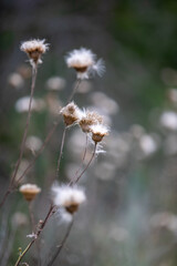 Obraz premium Dried Wildflowers with Soft Natural Background