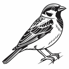 Vector art of a sparrow perches on a branch, isolated on white background, serenely