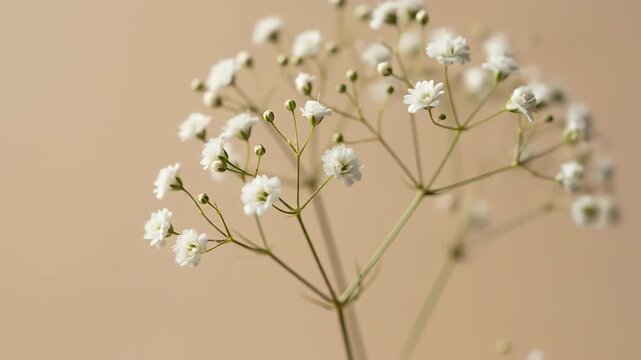 Delicate Gypsophila paniculata flowers with tiny white petals and green stems against a soft beige background